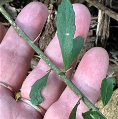 Melicytus dentatus at Kangaroo Valley, NSW - 22 Oct 2024