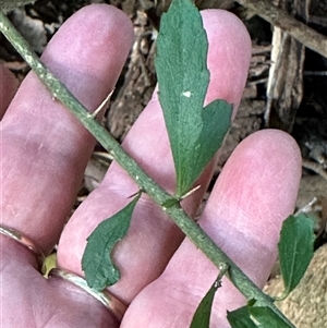 Melicytus dentatus at Kangaroo Valley, NSW - 22 Oct 2024