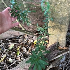 Melicytus dentatus at Kangaroo Valley, NSW - suppressed