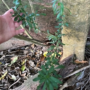 Melicytus dentatus at Kangaroo Valley, NSW - suppressed