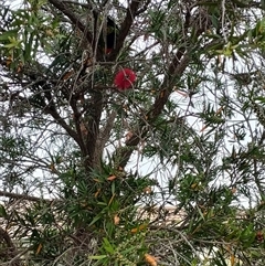 Trichoglossus moluccanus (Rainbow Lorikeet) at Mawson, ACT - 23 Oct 2024 by KateU