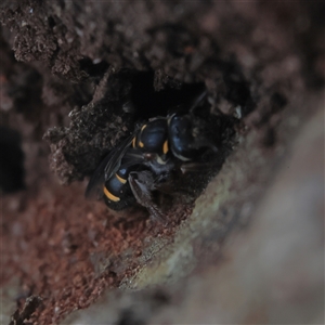 Lasioglossum (Australictus) peraustrale at Higgins, ACT - 22 Oct 2024 04:54 PM