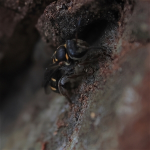 Lasioglossum (Australictus) peraustrale at Higgins, ACT - 22 Oct 2024 04:54 PM