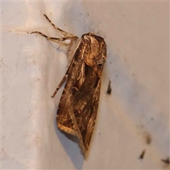 Agrotis munda (Brown Cutworm) at Turner, ACT - 23 Sep 2024 by ConBoekel