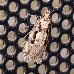 Barea bathrochorda (A Concealer moth (Barea group) at Turner, ACT - 23 Sep 2024 by ConBoekel