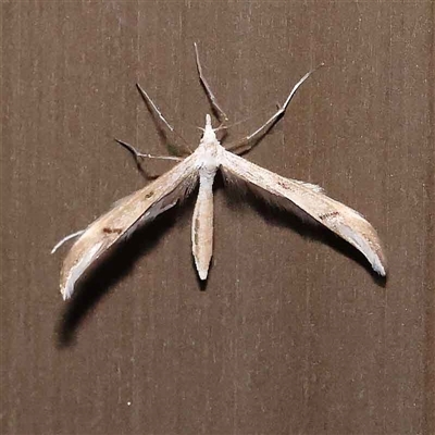 Platyptilia celidotus (Plume Moth) at Turner, ACT - 24 Sep 2024 by ConBoekel