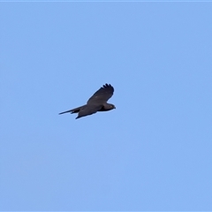 Accipiter fasciatus (Brown Goshawk) at Malua Bay, NSW - 20 Oct 2024 by jb2602