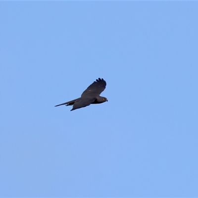 Accipiter fasciatus (Brown Goshawk) at Malua Bay, NSW - 20 Oct 2024 by jb2602