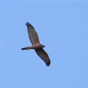 Accipiter fasciatus at Malua Bay, NSW - 21 Oct 2024