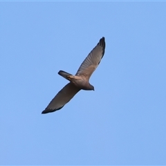 Accipiter fasciatus at Malua Bay, NSW - 21 Oct 2024