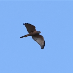 Accipiter fasciatus at Malua Bay, NSW - 21 Oct 2024