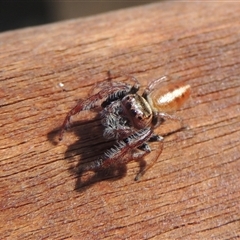 Opisthoncus sp. (genus) (Unidentified Opisthoncus jumping spider) at Conder, ACT - 8 Jun 2024 by MichaelBedingfield