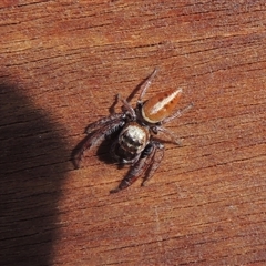 Opisthoncus sp. (genus) at Conder, ACT - 8 Jun 2024