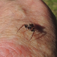 Opisthoncus sp. (genus) at Conder, ACT - 8 Jun 2024