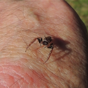 Opisthoncus sp. (genus) at Conder, ACT - 8 Jun 2024