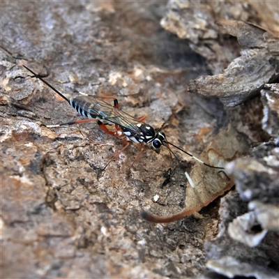 Glabridorsum stokesii (A parasitic wasp) at Higgins, ACT - 22 Oct 2024 by MichaelWenke