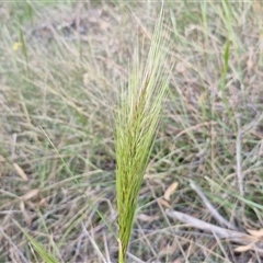 Austrostipa densiflora (Foxtail Speargrass) at Yarra, NSW - 23 Oct 2024 by trevorpreston