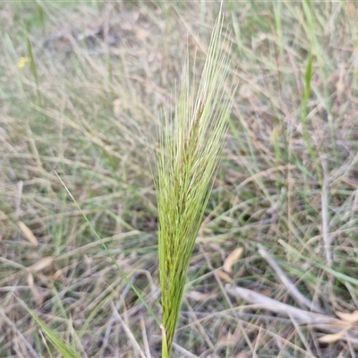 Austrostipa densiflora (Foxtail Speargrass) at Yarra, NSW - 23 Oct 2024 by trevorpreston