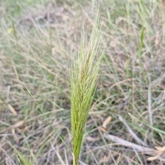 Austrostipa densiflora at Yarra, NSW - 23 Oct 2024 07:32 AM