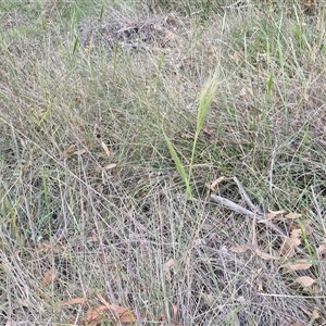 Austrostipa densiflora at Yarra, NSW - 23 Oct 2024 07:32 AM