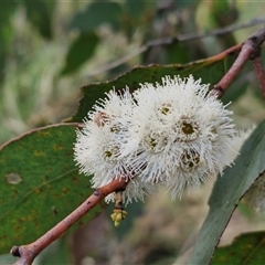 Eucalyptus dives (Broad-leaved Peppermint) at Yarra, NSW - 23 Oct 2024 by trevorpreston