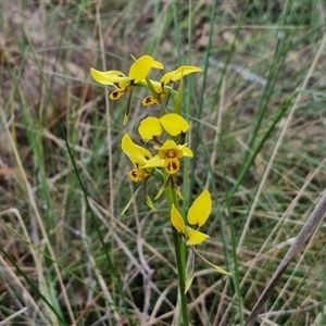 Diuris sulphurea at Yarra, NSW - 23 Oct 2024