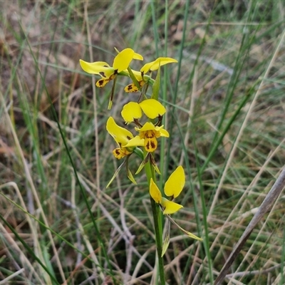 Diuris sulphurea (Tiger Orchid) at Yarra, NSW - 22 Oct 2024 by trevorpreston