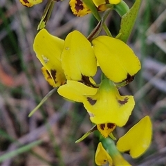 Diuris sulphurea at Yarra, NSW - 23 Oct 2024