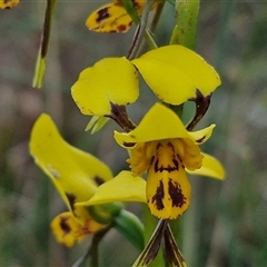 Diuris sulphurea at Yarra, NSW - suppressed