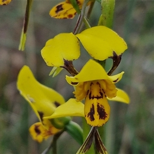 Diuris sulphurea at Yarra, NSW - 23 Oct 2024