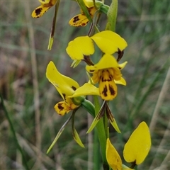 Diuris sulphurea at Yarra, NSW - suppressed