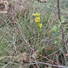 Diuris sulphurea at Yarra, NSW - 23 Oct 2024