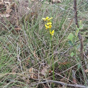 Diuris sulphurea at Yarra, NSW - suppressed