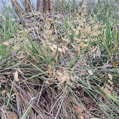 Lomandra multiflora (Many-flowered Matrush) at Yarra, NSW - 23 Oct 2024 by trevorpreston