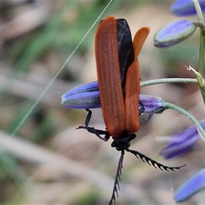 Porrostoma rhipidium (Long-nosed Lycid (Net-winged) beetle) at Yarra, NSW - 22 Oct 2024 by trevorpreston