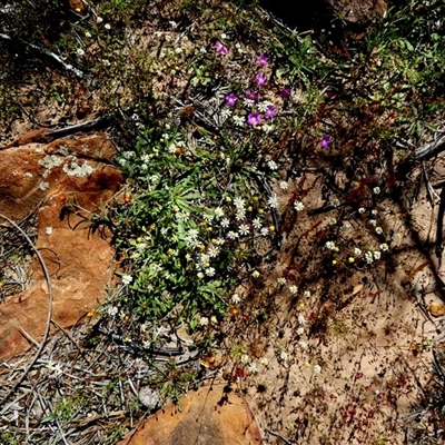 Brachyscome sp. at Kalbarri National Park, WA - 12 Sep 2024 by Paul4K