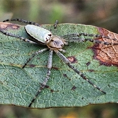 Unidentified Orb-weaving spider (several families) at Yarra, NSW - 23 Oct 2024 by trevorpreston