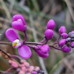 Comesperma ericinum (Heath Milkwort) at Yarra, NSW - 22 Oct 2024 by trevorpreston