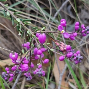 Comesperma ericinum at Yarra, NSW - 23 Oct 2024 07:26 AM