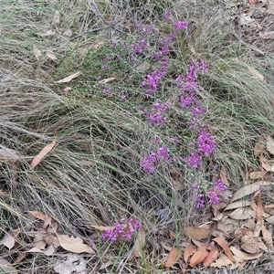 Comesperma ericinum at Yarra, NSW - 23 Oct 2024 07:26 AM