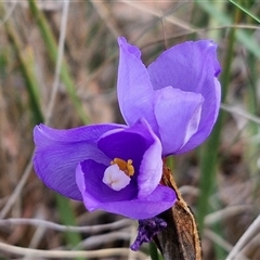 Patersonia sericea (silky purple-flag) at Yarra, NSW - 23 Oct 2024 by trevorpreston