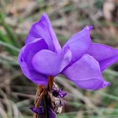 Patersonia sericea at Yarra, NSW - 23 Oct 2024 07:25 AM