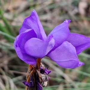 Patersonia sericea at Yarra, NSW - 23 Oct 2024 07:25 AM