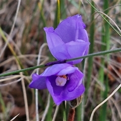 Patersonia sericea at Yarra, NSW - 23 Oct 2024 07:25 AM