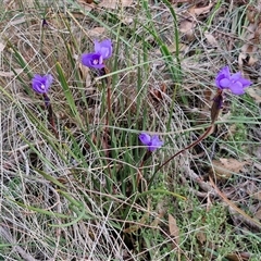 Patersonia sericea at Yarra, NSW - 23 Oct 2024 07:25 AM