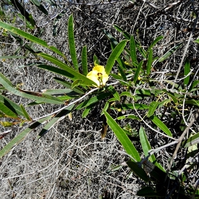 Labichea lanceolata at Kalbarri National Park, WA - 12 Sep 2024 by Paul4K