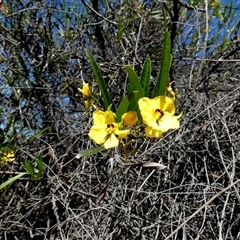 Labichea lanceolata at Kalbarri National Park, WA - 12 Sep 2024 12:50 PM