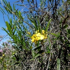 Labichea lanceolata at Kalbarri National Park, WA - 12 Sep 2024 12:50 PM