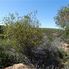 Labichea lanceolata at Kalbarri National Park, WA - 12 Sep 2024 12:50 PM