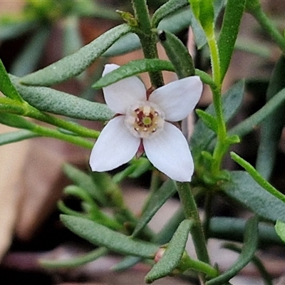 Unverified Other Shrub at Yarra, NSW - 23 Oct 2024 by trevorpreston